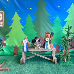 IntCh Dani DCAT TKI RATI SEN SIN ATT CGC - Dachshund