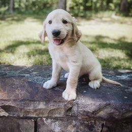 Goldendoodle Puppies from Peachy Doodles