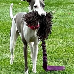 Italian Greyhound All Grown Up from Coccolare Italian Greyhounds