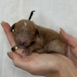 Black Collar - Red male Cavapoo puppy in South Jordan, Utah from Simply Sweet Paws. LLC