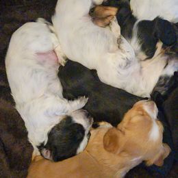 Dachshunds from Mustard Creek Daucshunds