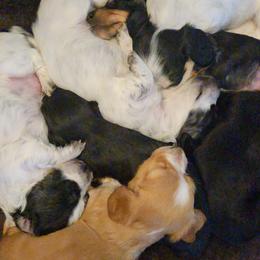 Dachshunds from Mustard Creek Daucshunds