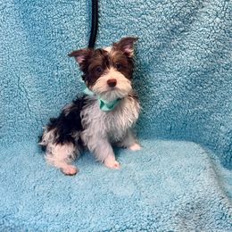 OREO - Chocolate, tan and white male Yorkshire Terrier puppy in Shelton, Washington from Cute Yorkies