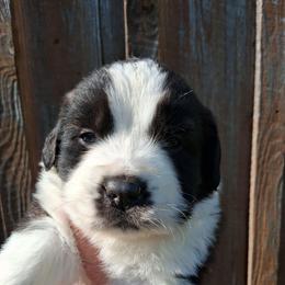 Stella - Brown and white female Saint Bernard puppy in Kinsman, Ohio from Coleman Saint Bernards of Ohio