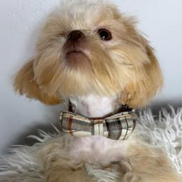 Teddy - Liver male Shih Tzu puppy in Coolidge, Arizona from Shih Tzu’s  ‘N’ Love