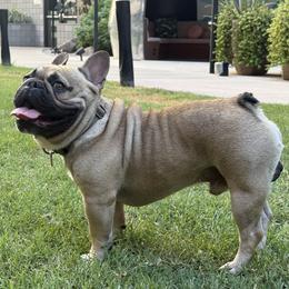 Frankie Mullins - French Bulldog