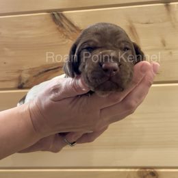Prim-Red Girl - Liver roan German Shorthaired Pointer puppy in Payneville, Kentucky from Roan Point Kennel