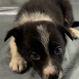 M1 TED - Black and white male Border Collie puppy in Meridian, Mississippi from Border Hollow Border Collies