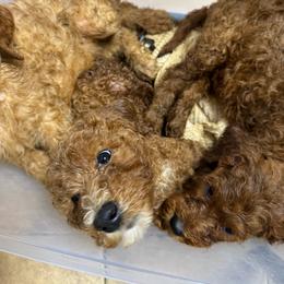 Coral - Red female Irish Doodle puppy in Harrisburg, Arkansas from Ransone’s Ridge Runners Poodles and Doodles