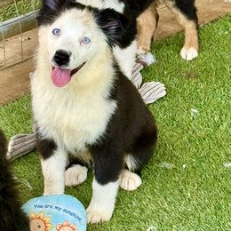 Black tri female - Black tri female Miniature Australian Shepherd puppy in Lemon Cove, California from Magic Ranch Mini Aussies