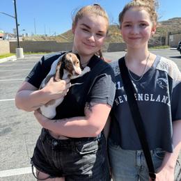 CKC Prada - Dapple female Dachshund puppy in Joshua Tree, California from Desert Dreams Ranch