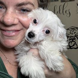 Spot - White male Chinese Crested puppy in Capac, Michigan from Puddles Palace Puppies