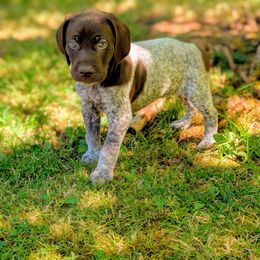 Memphis - Liver roan male German Shorthaired Pointer puppy in Graham, Washington from Dali and Company