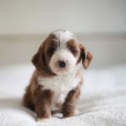 River - Red  female Goldendoodle puppy in Vancouver, Washington from Blissful Doodles