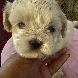 Shichons from Anodja's Shichons