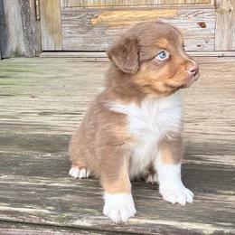 Bowen - Red tri-color male Australian Shepherd puppy in Statesville, North Carolina from Charming Australian Shepherds
