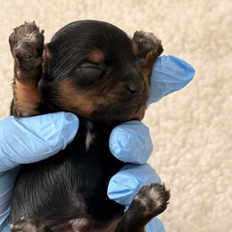 Ace - Chocolate, tan and white male Yorkshire Terrier puppy in Las Vegas, Nevada from Yorkie House
