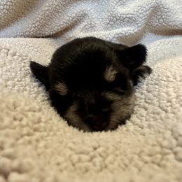 Philip - Black and silver male Miniature Schnauzer puppy in Crestview, Florida from 850Schnauzers