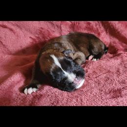 Boxer and Shih Tzu Puppies from L&L European Boxers and Shih Tzus