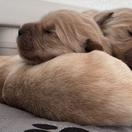 Golden Retrievers from Tallgrass Golden Retrievers