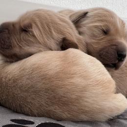 Golden Retrievers from Tallgrass Golden Retrievers