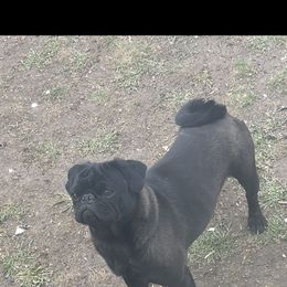 Dozer - Black male Pug puppy in Salt Lake City, Utah from J&B Pugs