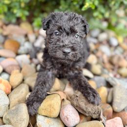 Boy 1 - Black male Lakeland Terrier puppy in Marshallville, Ohio from Anne's Pups