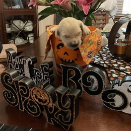 Golden Retriever Puppies from Tupelo Honey Farm's Golden Retrievers