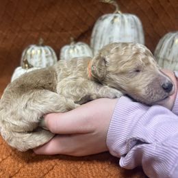Boy 5 - male Goldendoodle puppy in Alton, Missouri from Roberts Farm Doodles