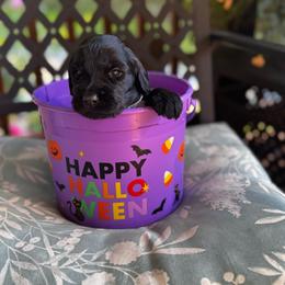 Toph - Black female Goldendoodle puppy in Glen Daniel, West Virginia from Dani’s Doodles
