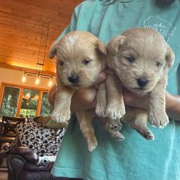 Moose-Boy 1 - Red male Assorted Doodle Crosses puppy in River Falls, Wisconsin from Dottie's Doodles