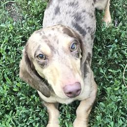 Fen - Dachshund