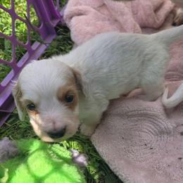 Briar - Piebald male Dachshund puppy in Otisville, Michigan from Green Thumb Farms