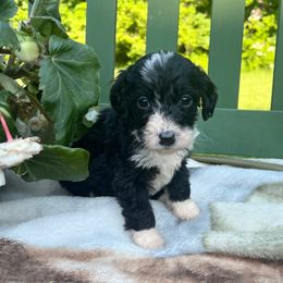 Bernedoodle Puppies from East Coast Bernedoodles