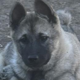 Norwegian Elkhounds and Papillons from Mikanon