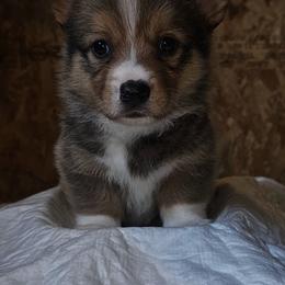 Labrador Retriever and Pembroke Welsh Corgi Puppies from Moonlight Kennels