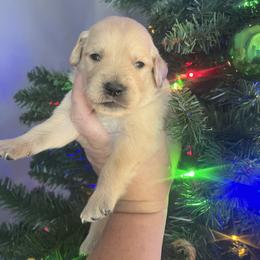 Black male - Golden male Golden Retriever puppy in Jesup, Georgia from Painted Platinum Retrievers (Painted Platinum Kennel) PPK