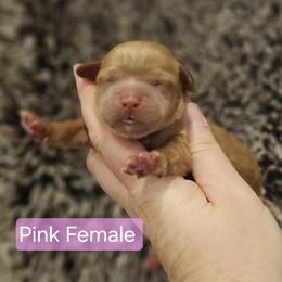 Pink Female - Red female Cockapoo puppy in Mocksville, North Carolina from Hunting Creek Farm & Kennel
