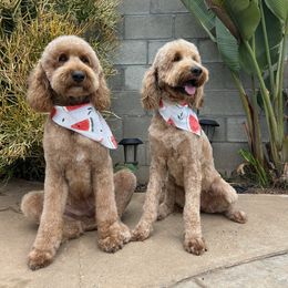 Goldendoodle puppies from Southside Doodles