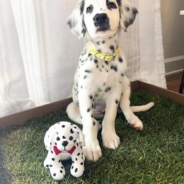 Dalmatian Puppies from Spotted Jewels Dalmatians