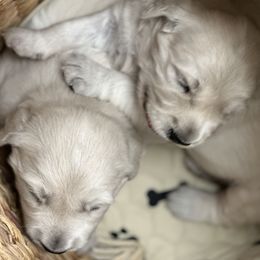 Golden Retriever Puppies from Bramble Berry Goldens