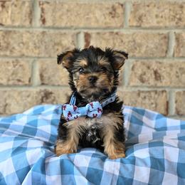 Joe - Black and tan male Morkie puppy in Guthrie, Kentucky from Happy Tail Puppies