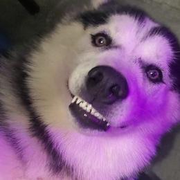 Siberian Huskies from Parkes' Pups
