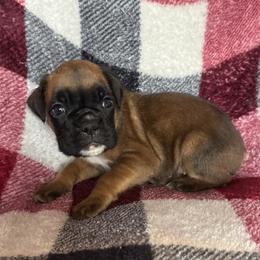 Penny - Fawn female Boxer puppy in Cicero, New York from MK Boxer Haven of CNY