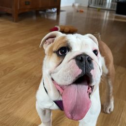 Molasses - Red and white Bulldog puppy in Richland Township, Arkansas from Ozark Bulldogs