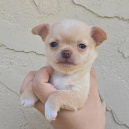 Tanner - Fawn and white male Chihuahua puppy in Vineland, New Jersey from Royal Companion's