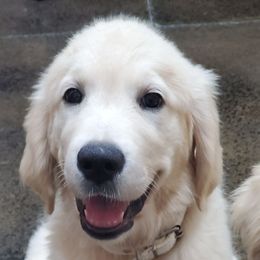 Grey - Golden female Golden Retriever puppy in Madison, Alabama from The Golden Court