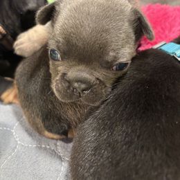 Nelly - Blue fawn French Bulldog puppy in Neenah, Wisconsin from Mimosa Acres French Bulldogs LLC
