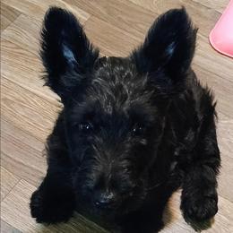Blk Female 2 - Black female Scottish Terrier puppy in Smiths Grove, Kentucky from Moore's We Little Farm AKC Scotties