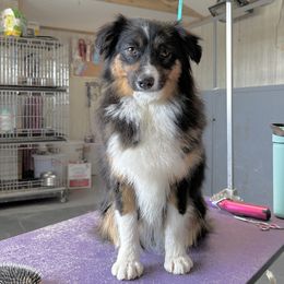 Maddie - Miniature American Shepherd